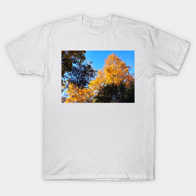 Yellow Gold Autumn Leaves and clear blue sky nature pretty delicate foliage T-Shirt by sandpaperdaisy